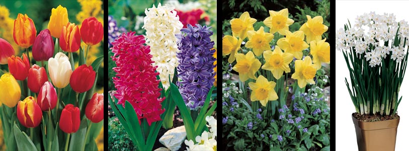 bulbs for forcing