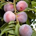 methley plum tree