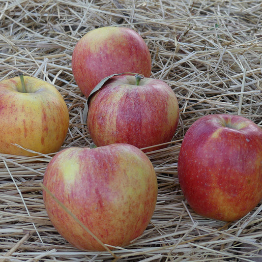 Honeycrisp Apple — Raintree Nursery