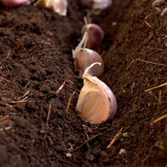 planting garlic cloves