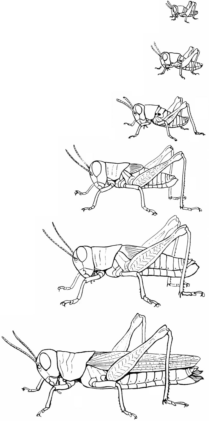 grasshopper life cycle