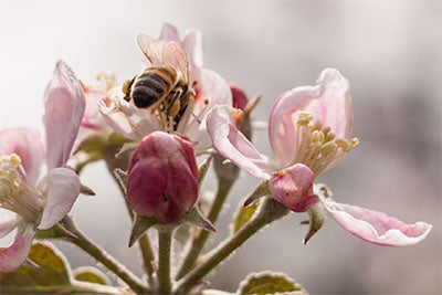 Honey bee pollinating a flower