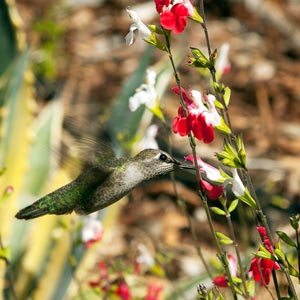 Hummingbird feeding on a flower