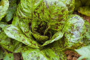 freckles lettuce for edible landscapes