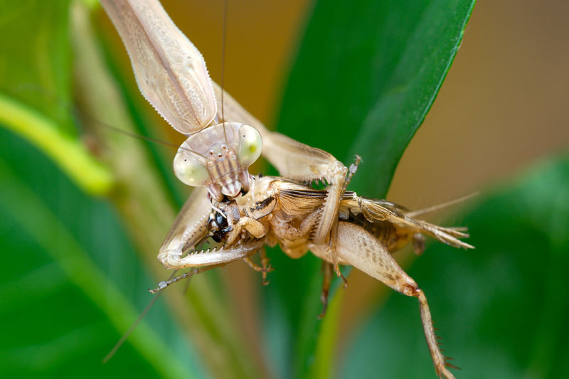 mantid eating a grasshopper