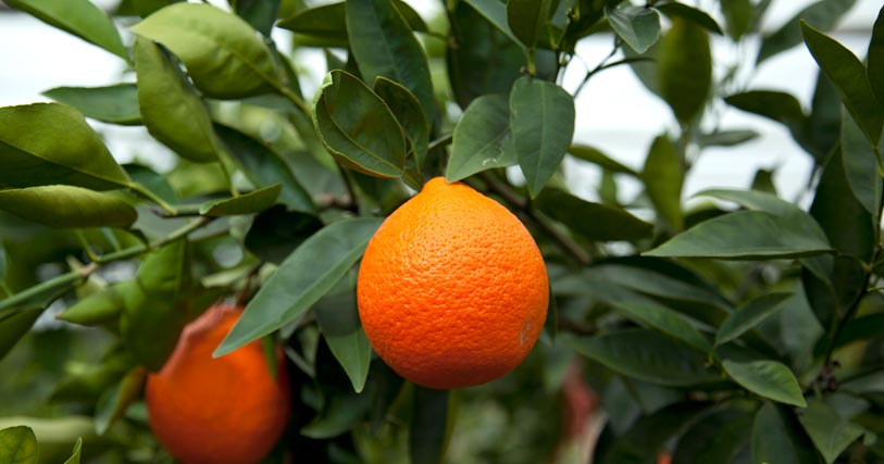 Minneola Tangelo tree