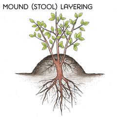 mound layering