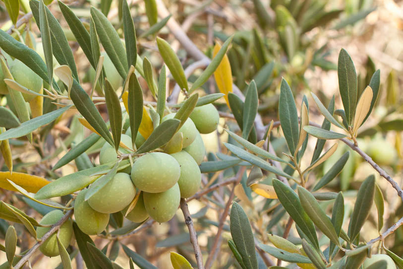 Lovely olives