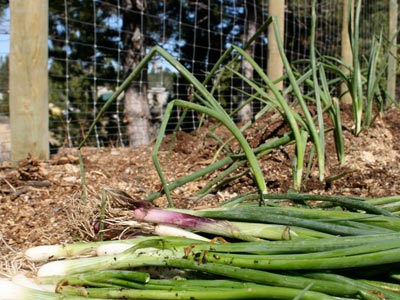 How to Grow Onions - Organic Gardening Blog