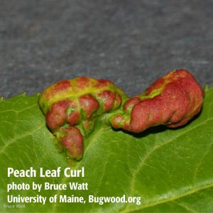 peach leaf curl on infected leaf