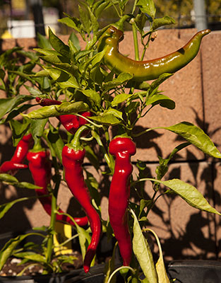 Nardello Peppers at Peaceful Valley