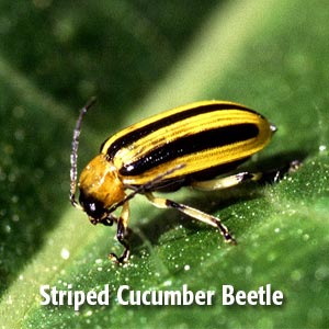 striped cucumber beetle