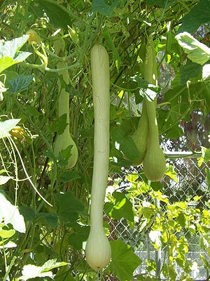 trombetta squash