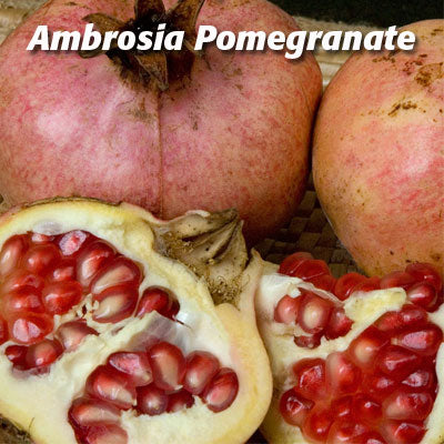 How to Grow a Pomegranate Tree