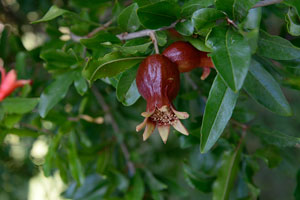 pomegranate for edible landscapes