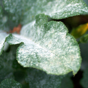 powdery mildew on pumpkin