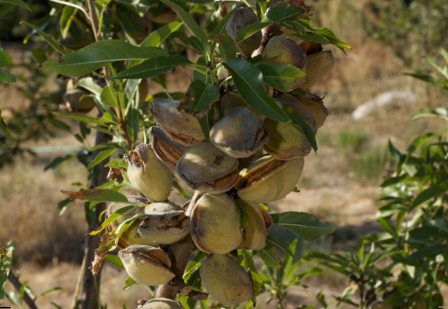 These Almonds are Ready to Harvest