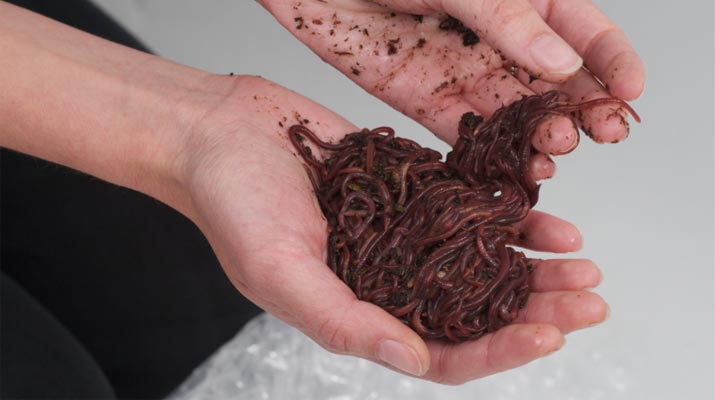 composting redworms