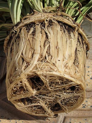 root bound plant