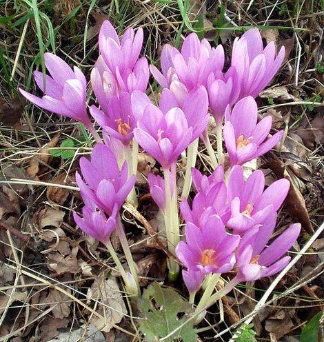 colchicum autumnale