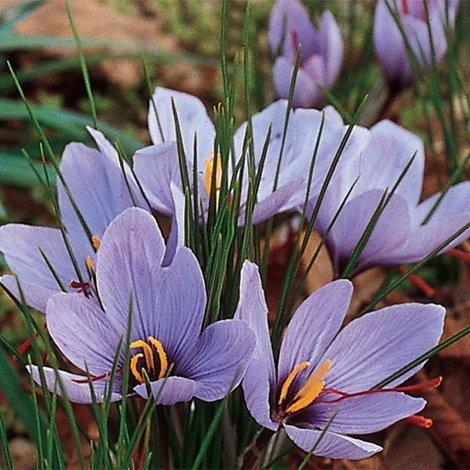 crocus sativus autumn crocus