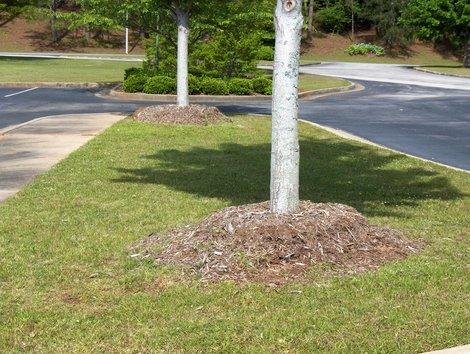 volcano mulching tree