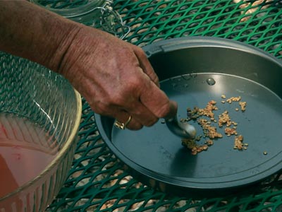 spreading out tomato seeds in a pie tin