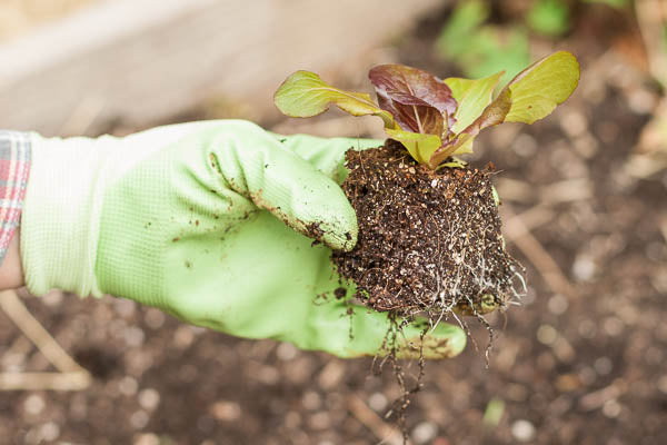 Lettuce in a soil block