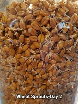 wheat sprouts for chickens