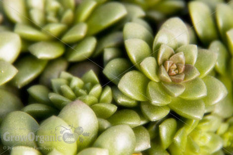 sedum succulent