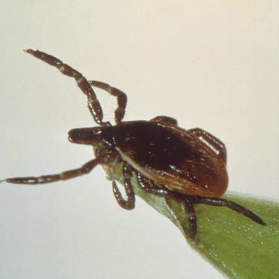 tick on a blade of grass, waiting to grab on