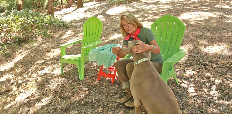 Checking pets for ticks after a walk in the woods