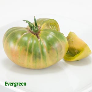 PVFS Evergreen tomato