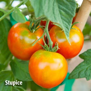 Stupic tomato from PVFS Tomato Project