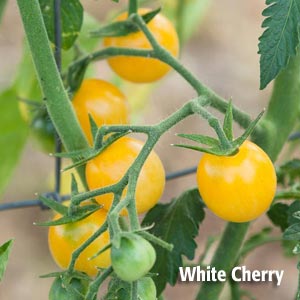 PVFS White Cherry tomato