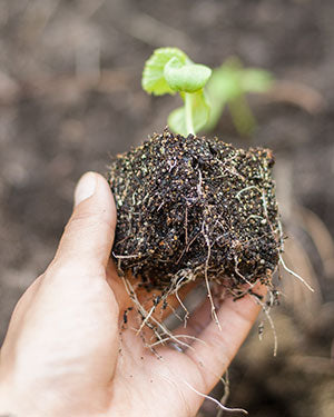 How to Transplant Your Seedlings & Small Plants