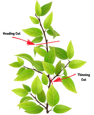 types of pruning cuts