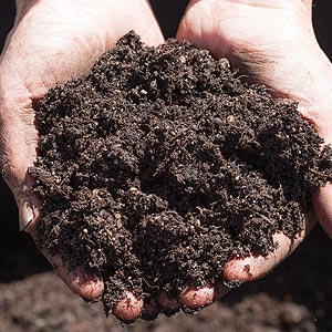 Adding compost to the soil