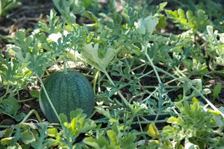 Watermelon on vine