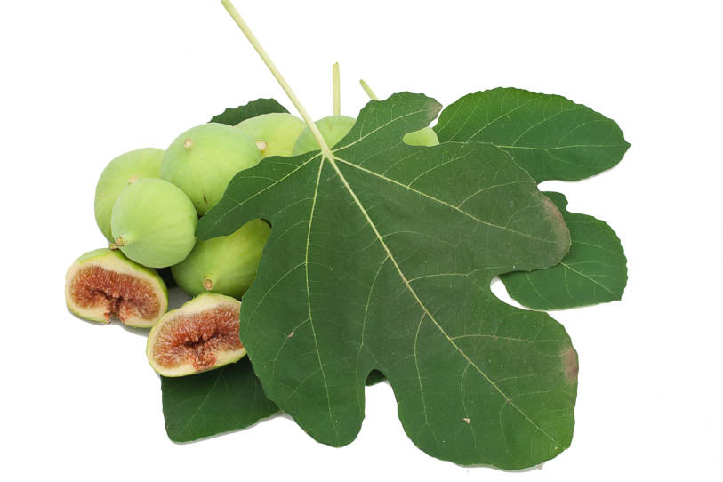 White Figs