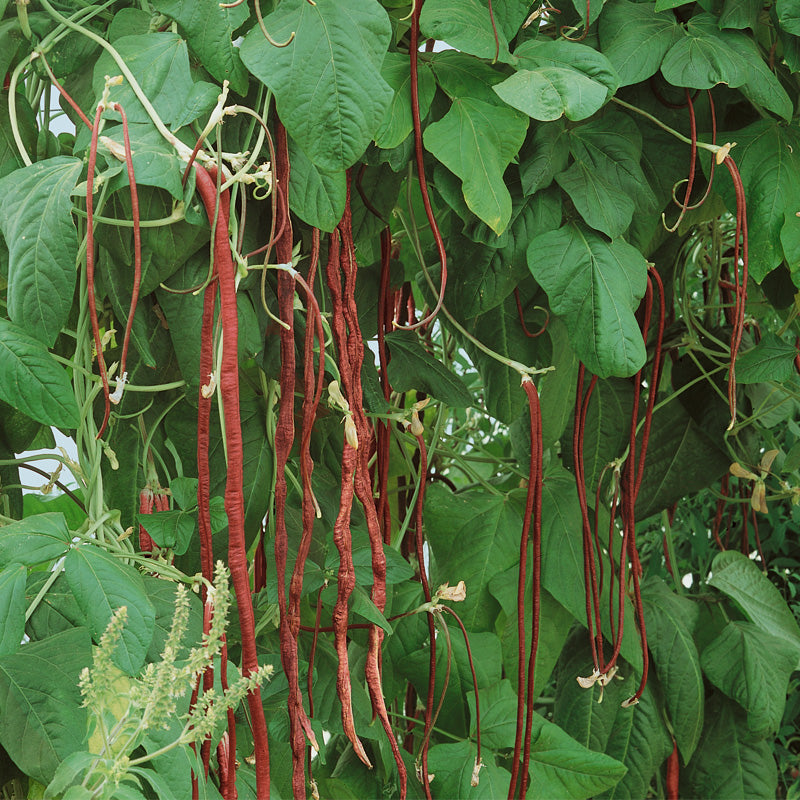 bean pole yard grow asparagus