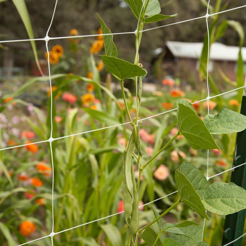 hortonova trellis