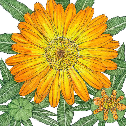 Orange Zinger Organic Calendula Flowers