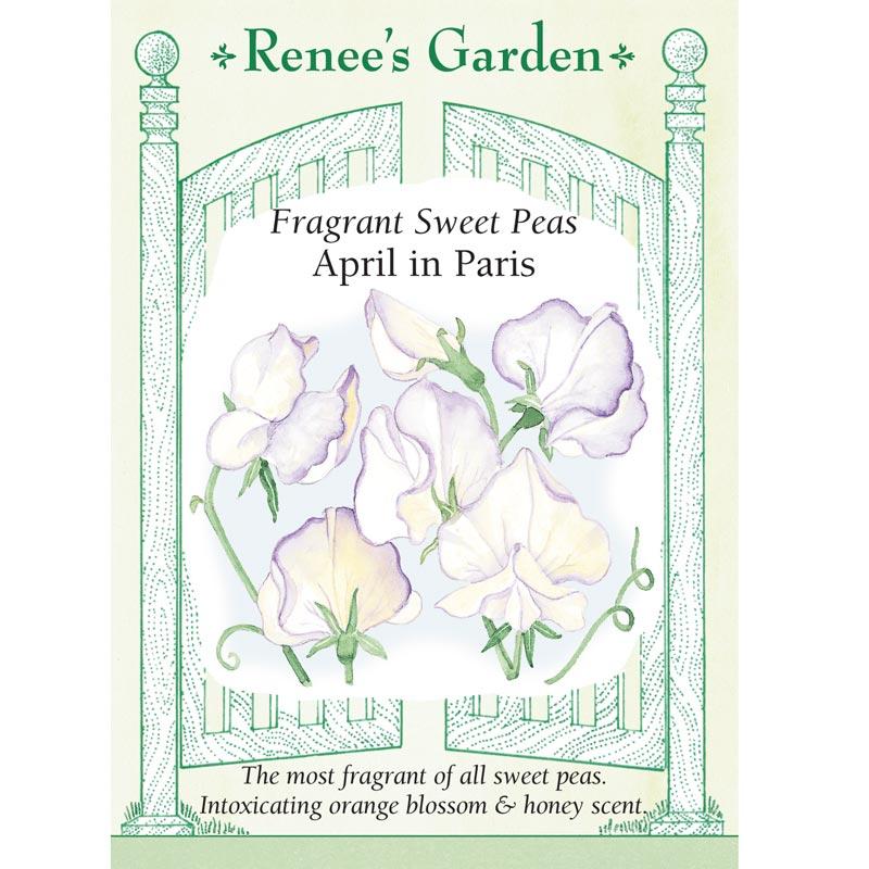 Renee's Garden Sweet Pea April in Paris - Grow Organic Renee's Garden Sweet Pea April in Paris Flower Seed & Bulbs