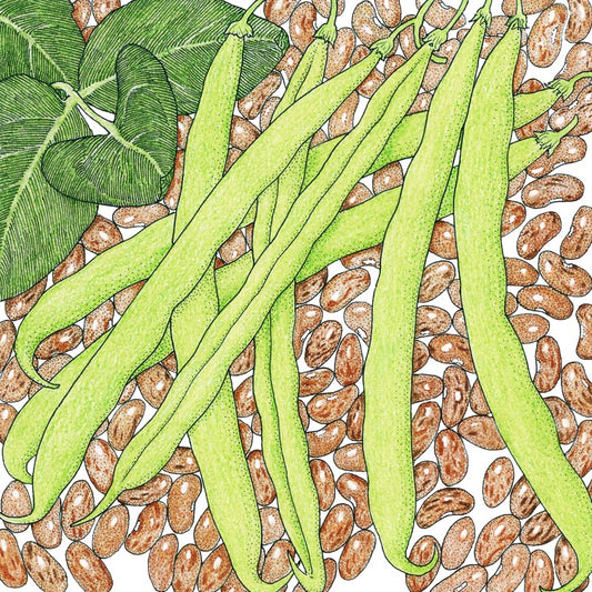 Broad Windsor Fava Bean (Vicia faba) - Annie's Heirloom Seeds