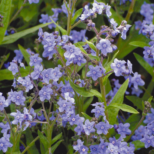 Forget Me Not Seeds - Bright Blue Flowers - bin254 – Zellajake Farm and  Garden