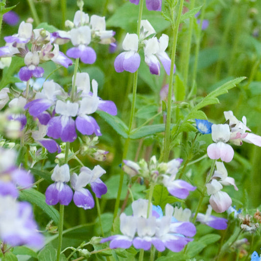 California Blue Bells (pack) - Grow Organic