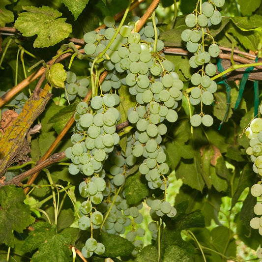 Thompson's Seedless Grapevines For Sale at Ty Ty Nursery