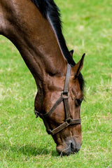 brown horse feeding