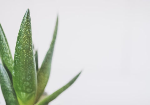 21 Soothing Aloe Vera Skin Benefits You're Missing Out On